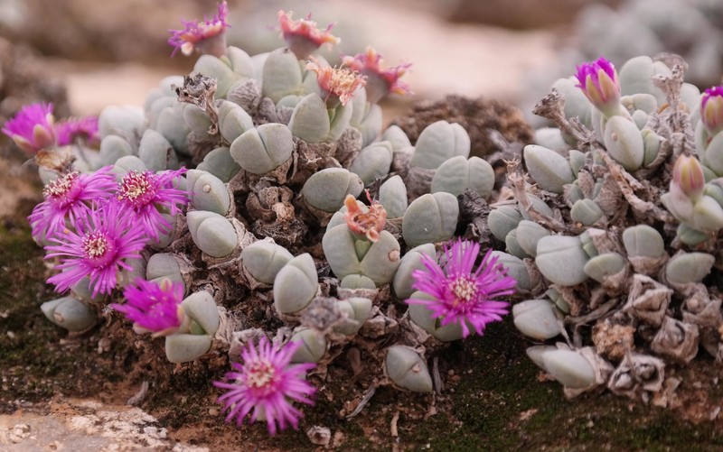 Antimima turneriana photo 6