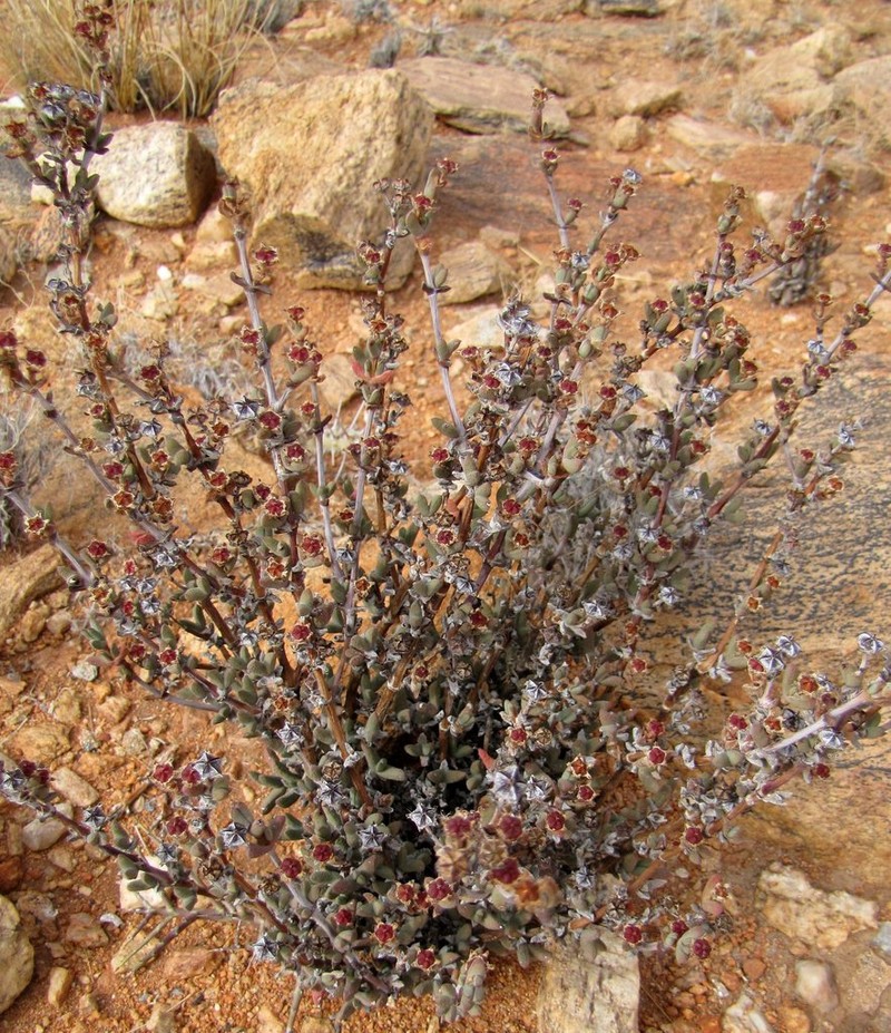 Antimima vanzylii