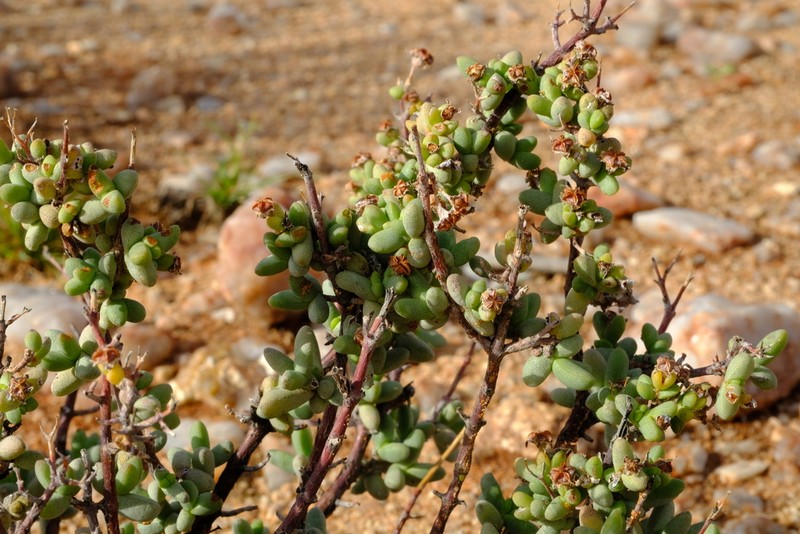 Antimima vanzylii photo 5