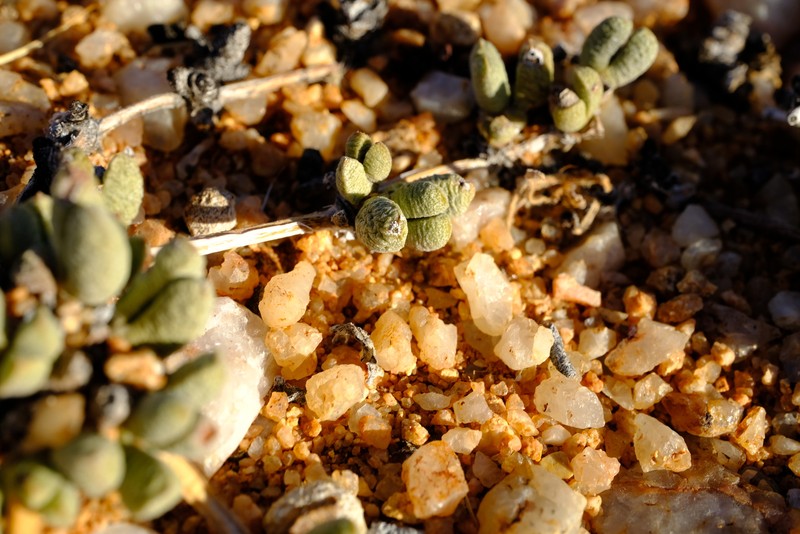 Antimima vanzylii photo 8