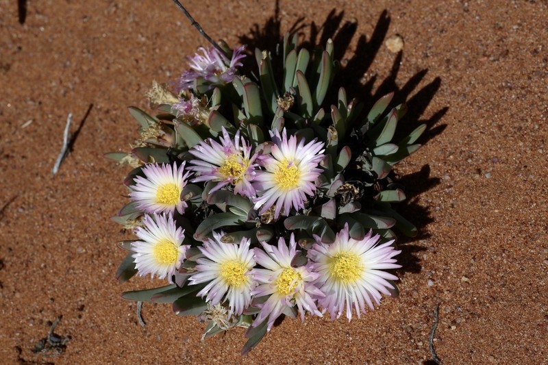 Antimima ventricosa