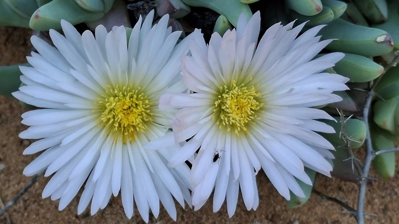 Antimima ventricosa photo 3