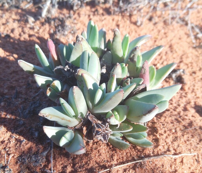 Antimima ventricosa photo 5