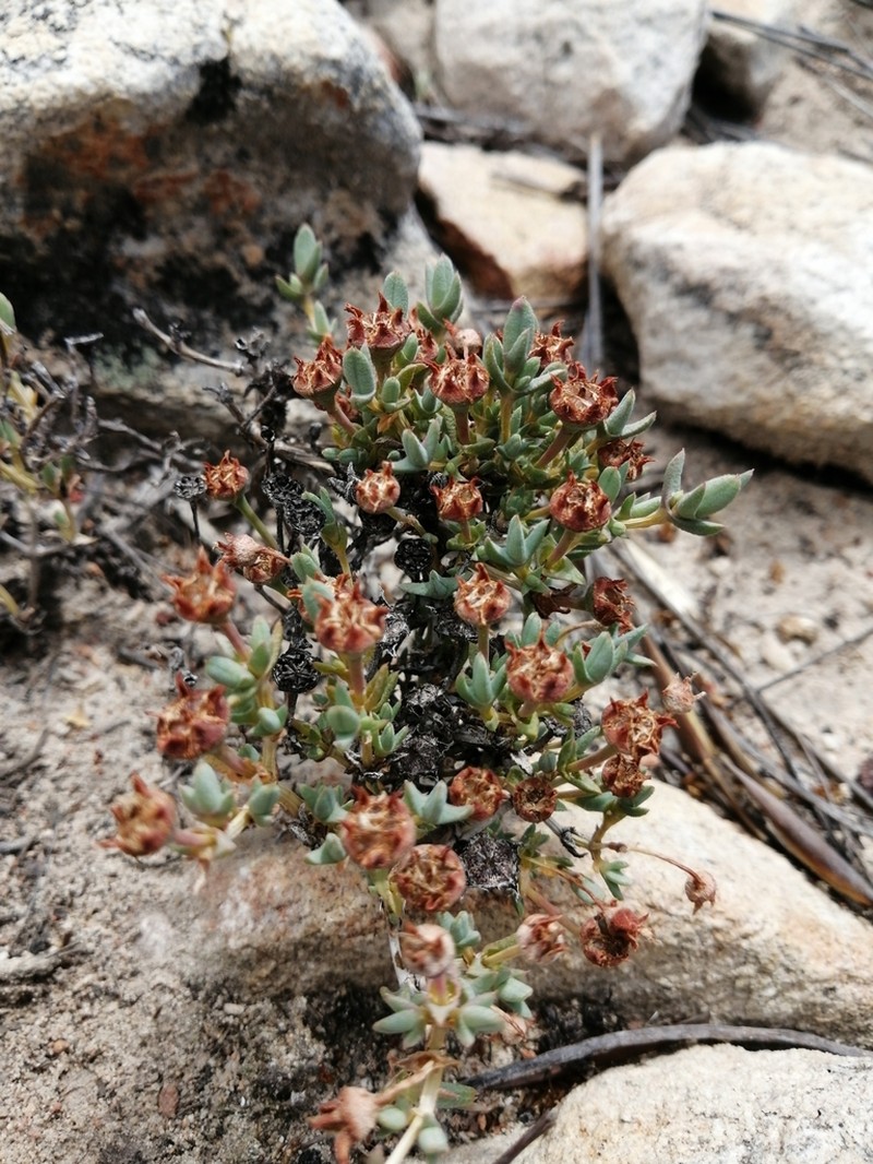 Antimima verruculosa photo 2