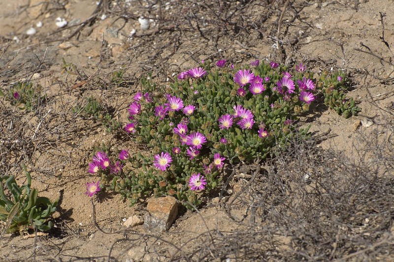 Antimima viatorum