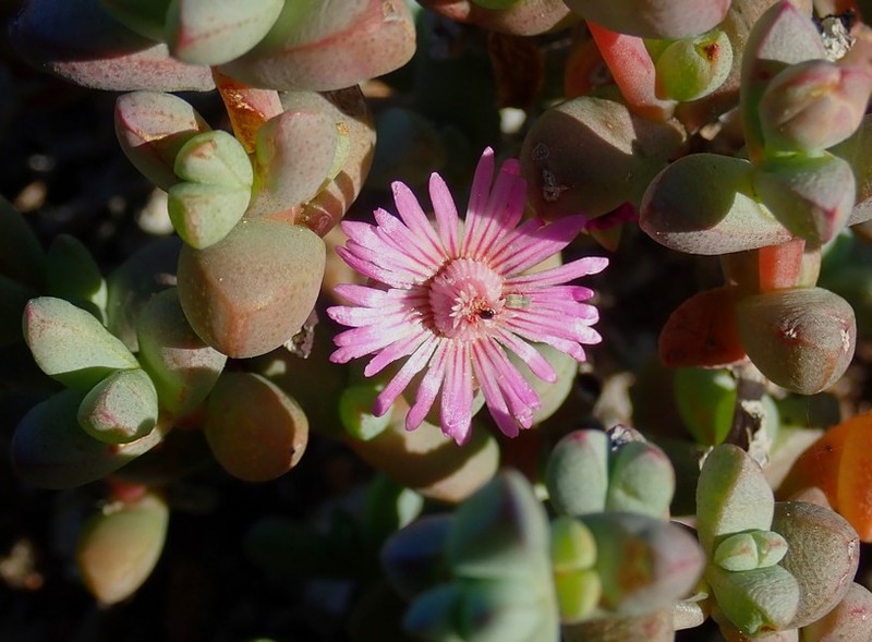 Antimima viatorum photo 2