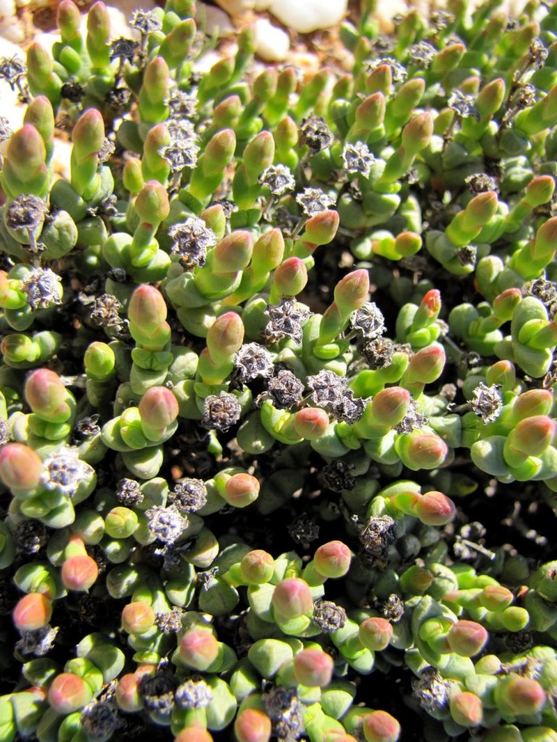 Antimima watermeyeri