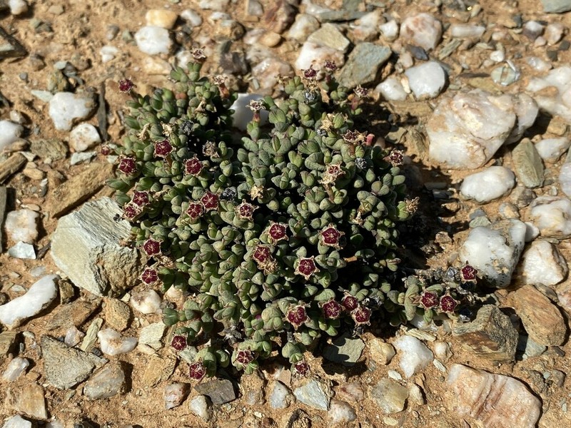Antimima watermeyeri photo 2