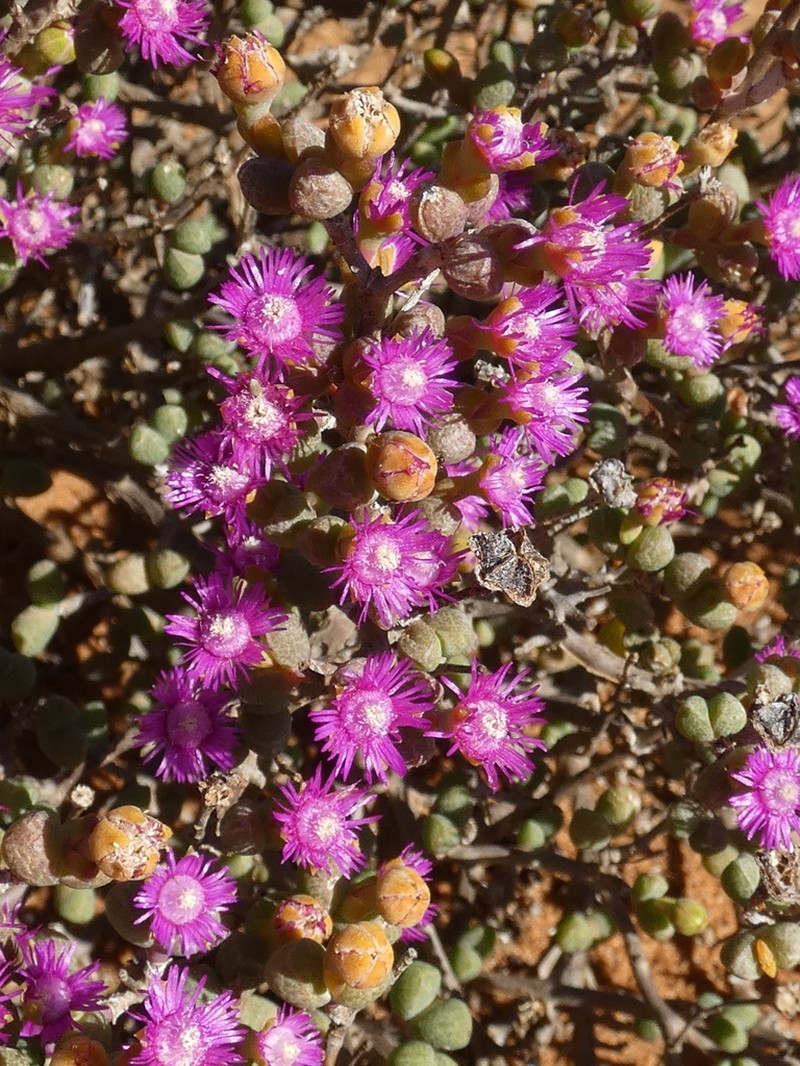 Antimima watermeyeri photo 3