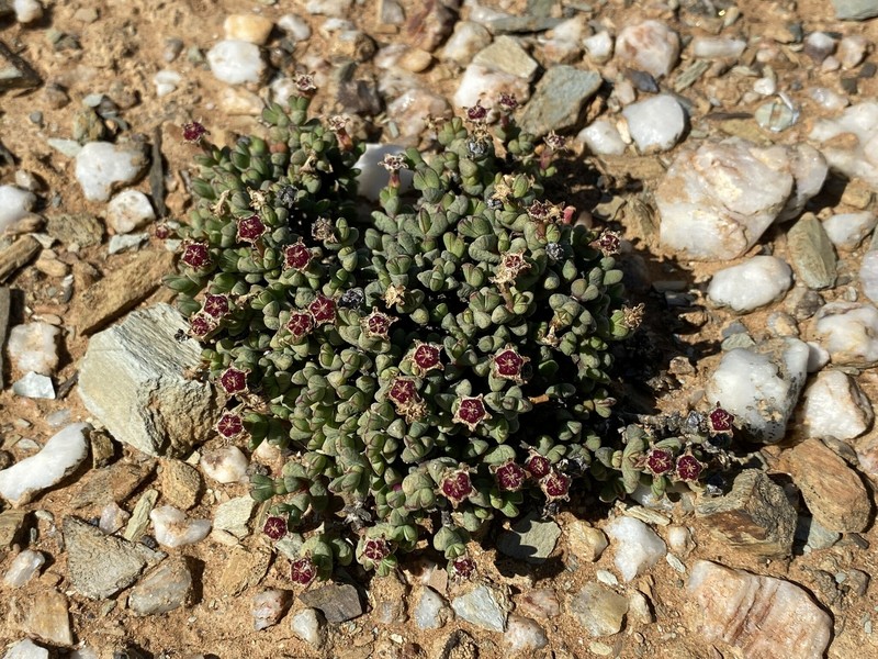Antimima watermeyeri photo 5