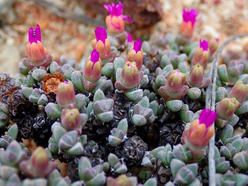 Antimima wittebergensis
