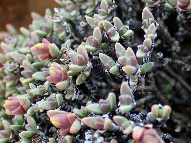 Antimima wittebergensis photo 2