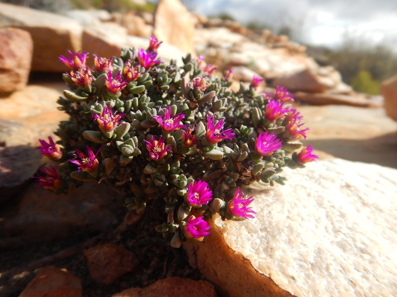 Antimima wittebergensis photo 3
