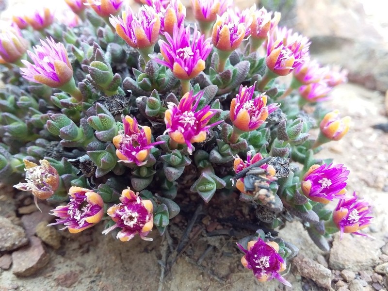 Antimima wittebergensis photo 4