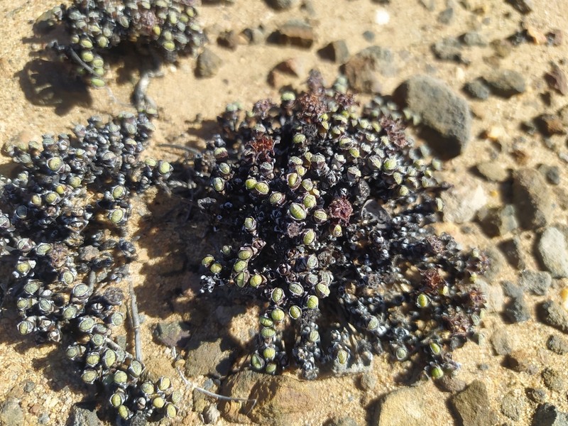 Antimima wittebergensis photo 5