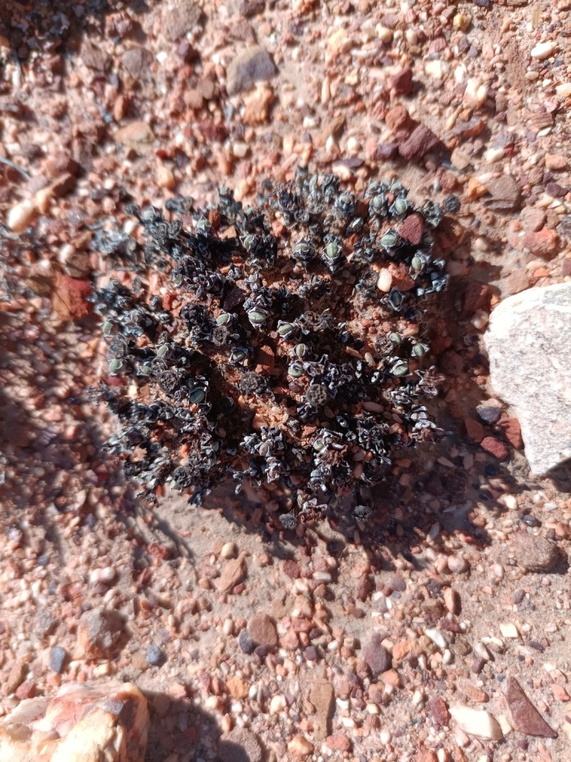 Antimima wittebergensis photo 6