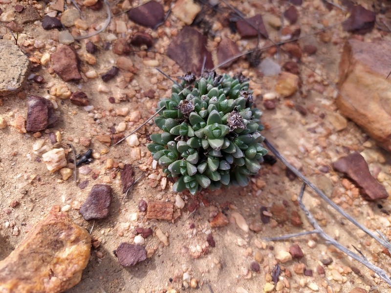 Antimima wittebergensis photo 8