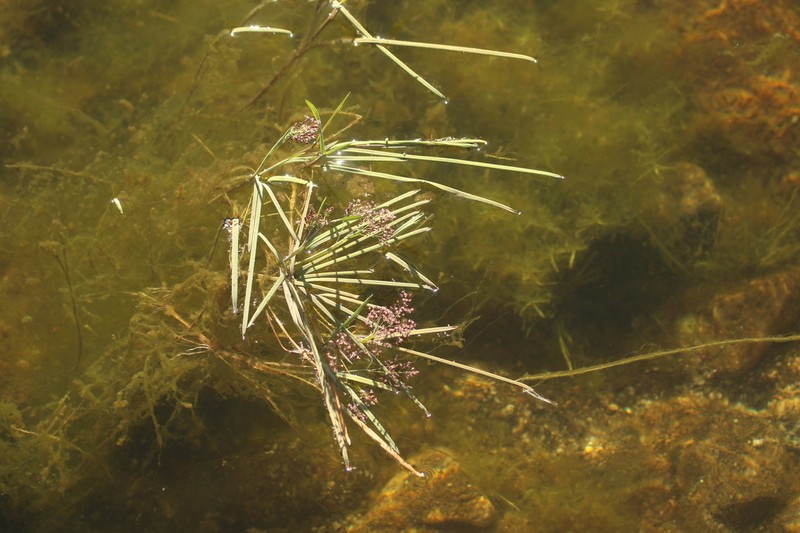 Antinoria agrostidea