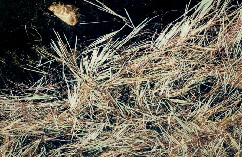 Antinoria agrostidea photo 2