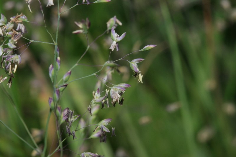 Antinoria agrostidea photo 4