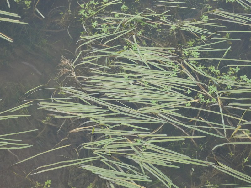 Antinoria agrostidea photo 5