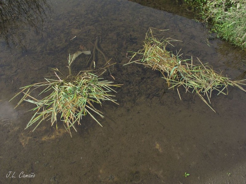 Antinoria agrostidea photo 6