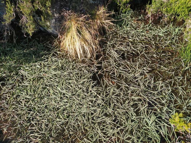 Antinoria agrostidea photo 7
