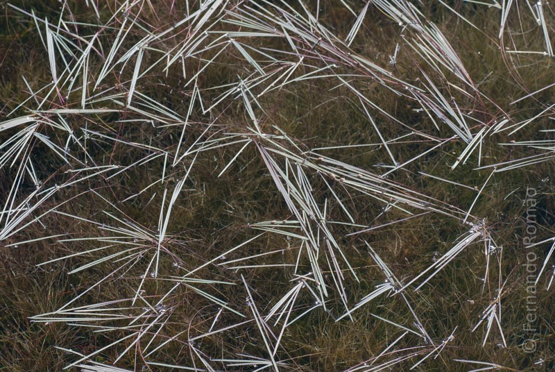 Antinoria agrostidea photo 8