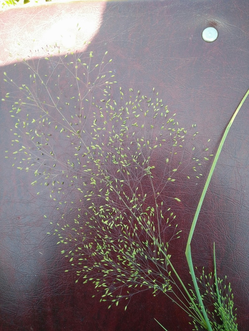 Antinoria insularis photo 2
