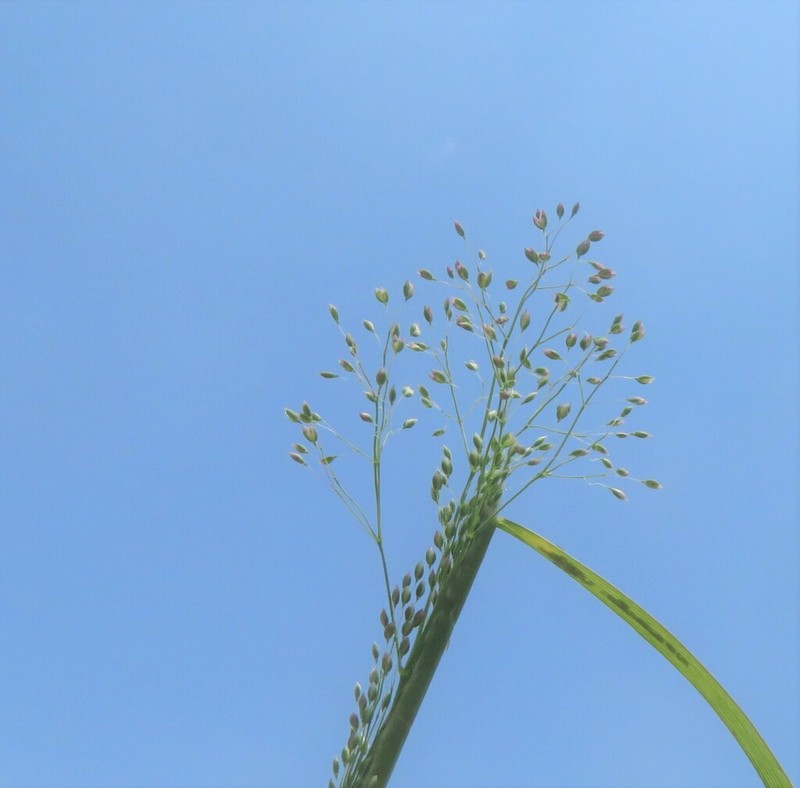 Antinoria insularis photo 3
