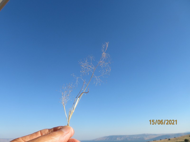 Antinoria insularis photo 4