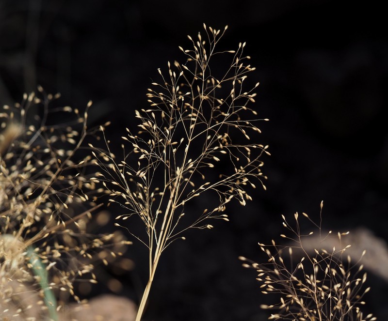 Antinoria insularis photo 5