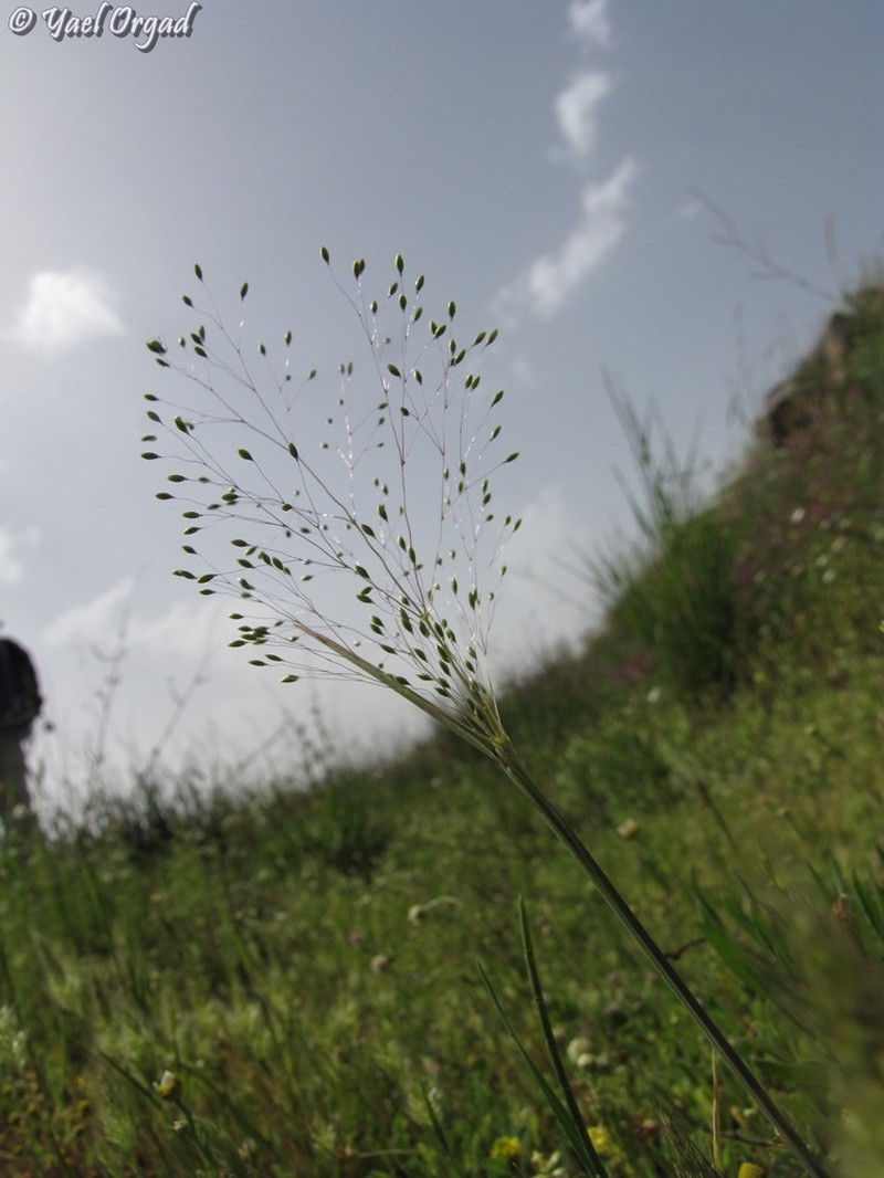 Antinoria insularis photo 6