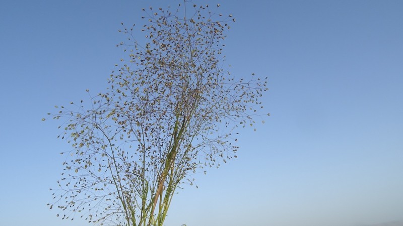 Antinoria insularis photo 7