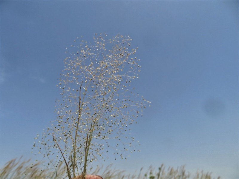 Antinoria insularis photo 8