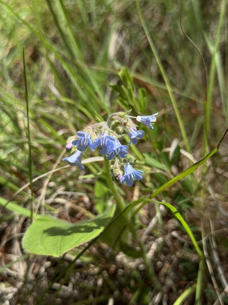 Antiotrema dunnianum photo 2