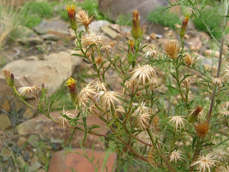 Antiphiona pinnatisecta