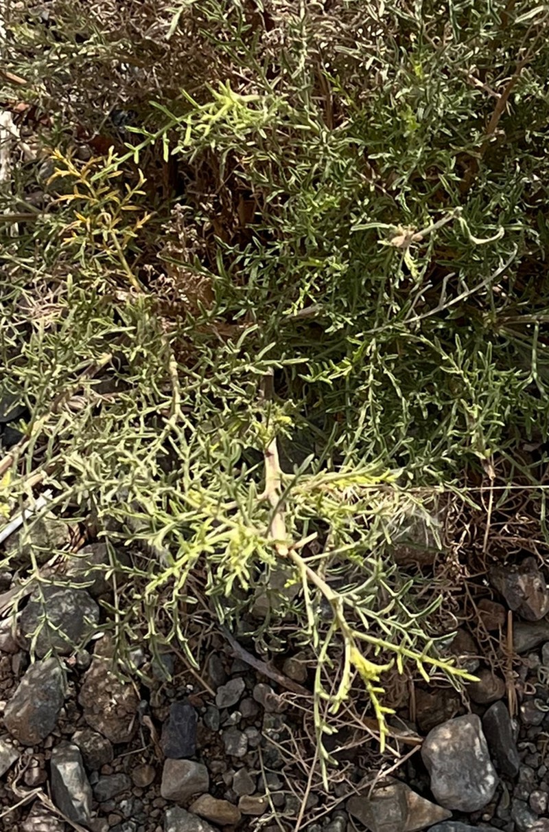 Antiphiona pinnatisecta photo 2
