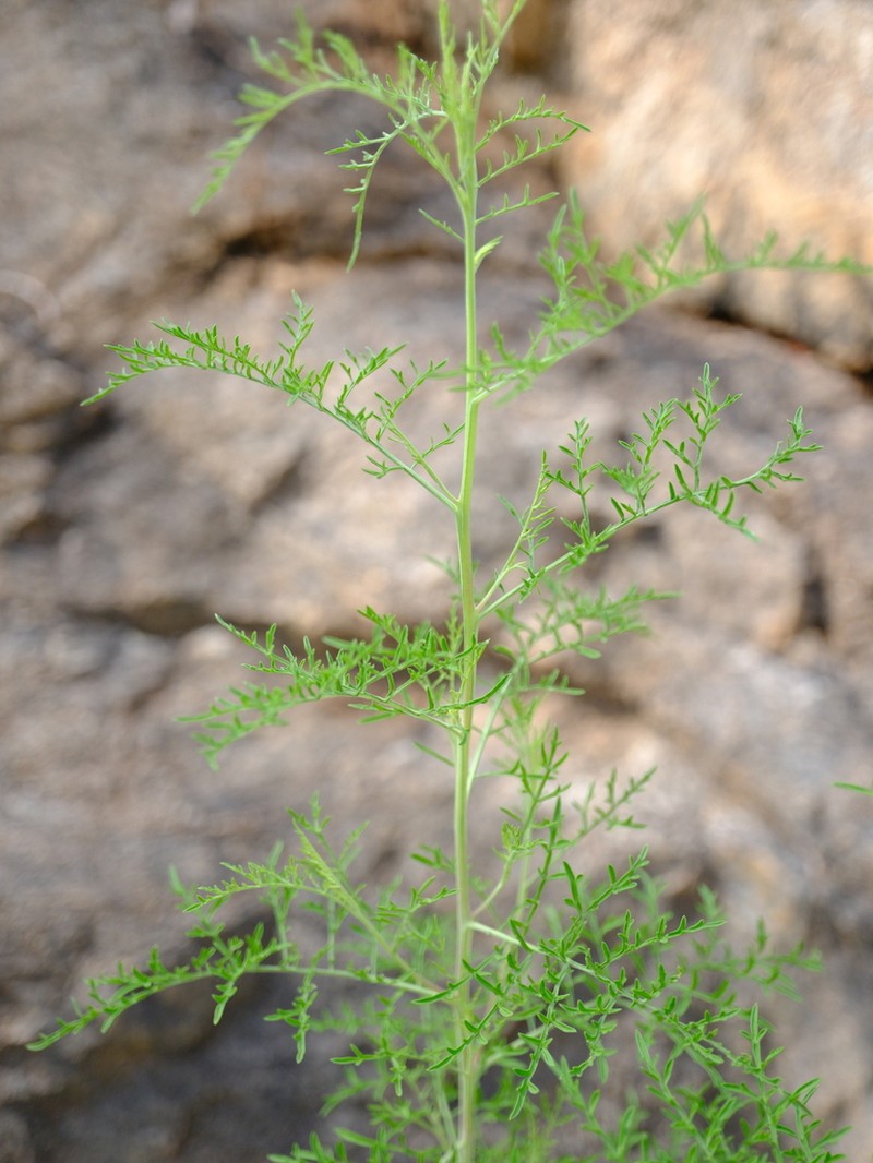 Antiphiona pinnatisecta photo 3