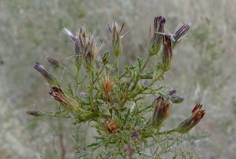 Antiphiona pinnatisecta photo 4