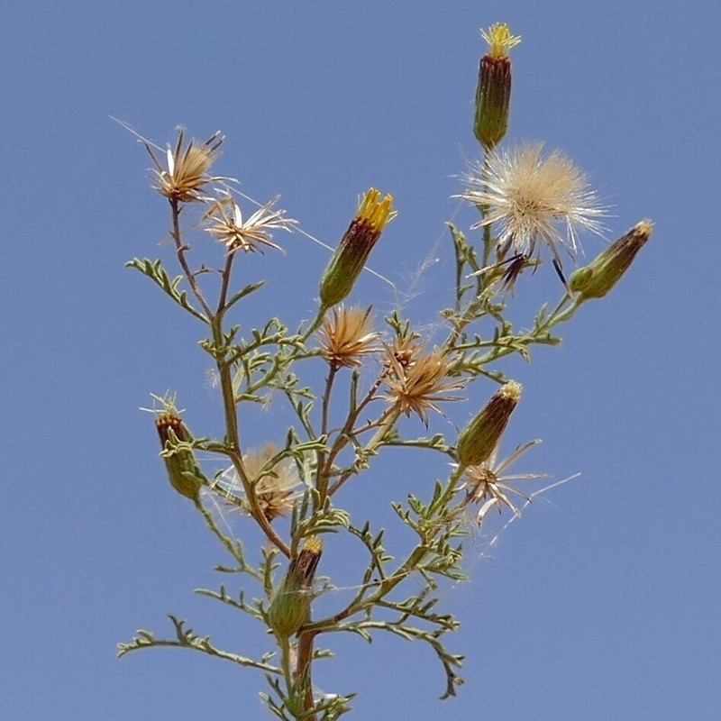 Antiphiona pinnatisecta photo 5