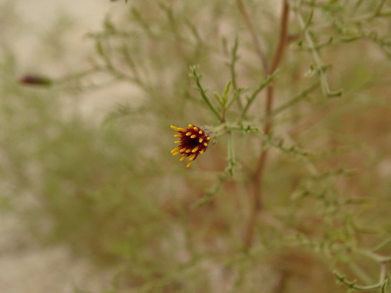 Antiphiona pinnatisecta photo 6