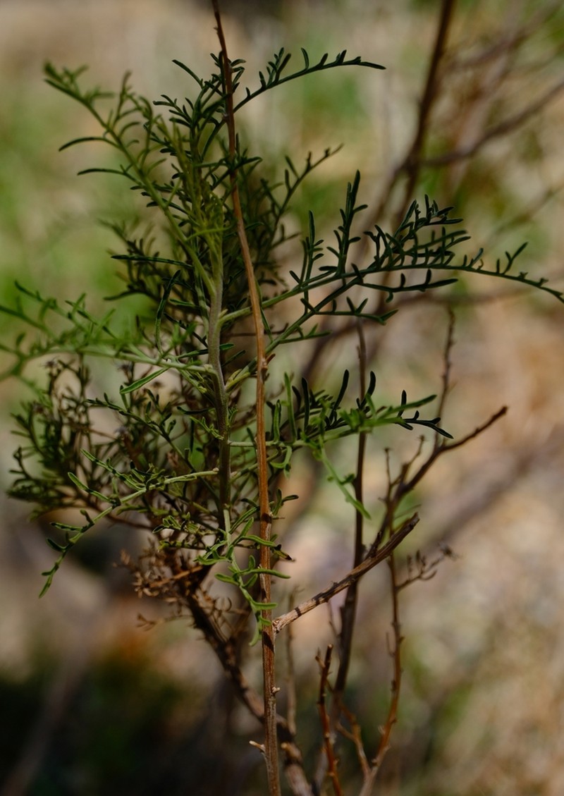 Antiphiona pinnatisecta photo 7