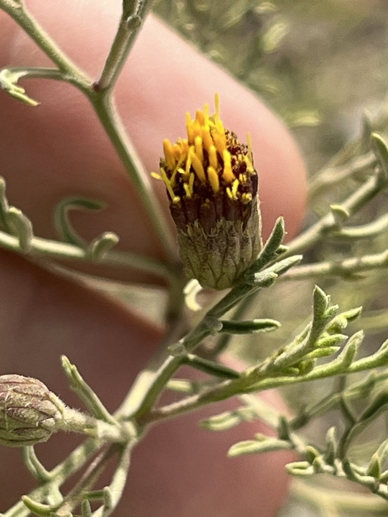 Antiphiona pinnatisecta photo 8