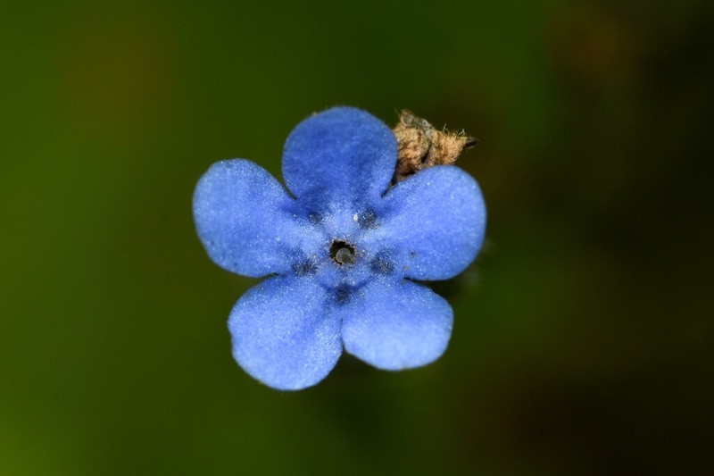 Antiphytum berroi