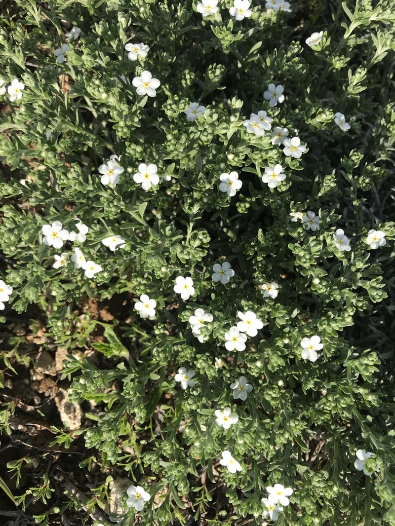 Antiphytum caespitosum