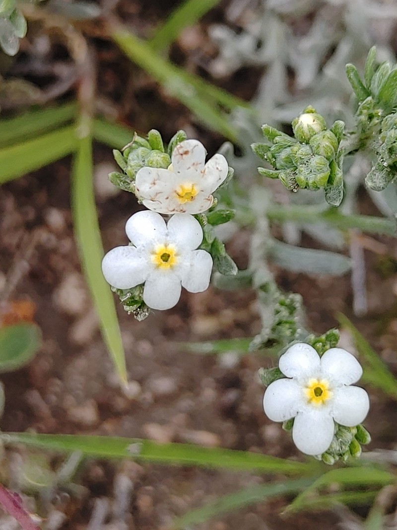 Antiphytum caespitosum photo 2