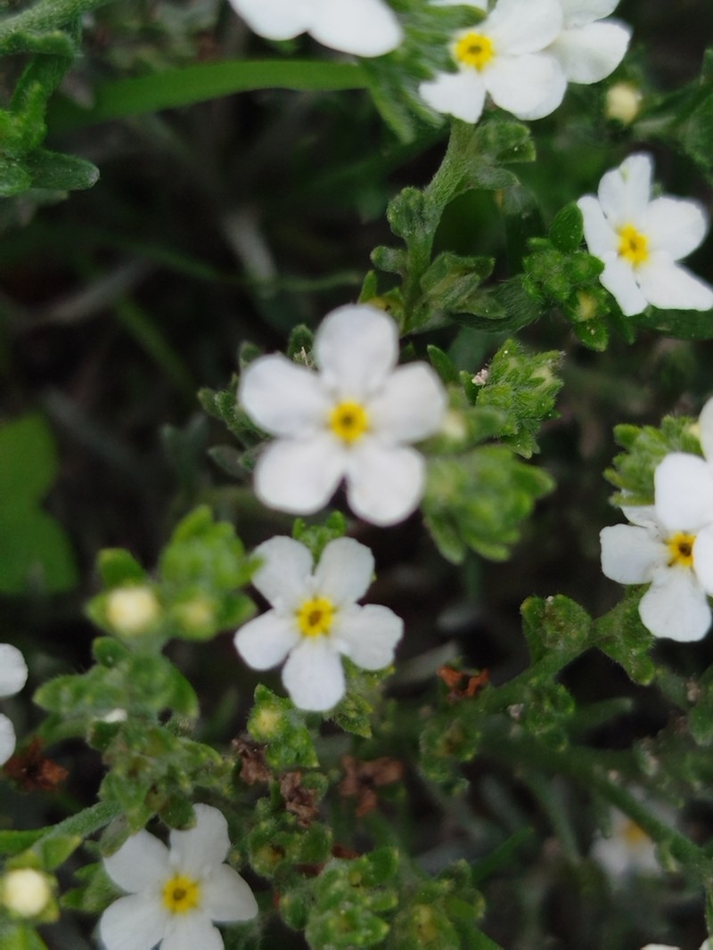 Antiphytum caespitosum photo 3