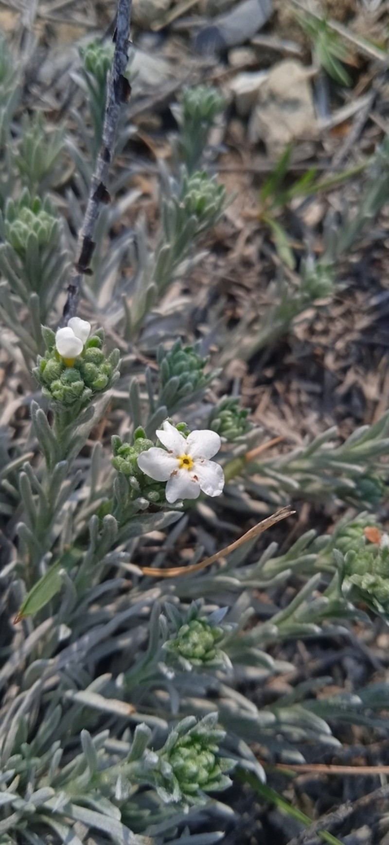 Antiphytum caespitosum photo 4