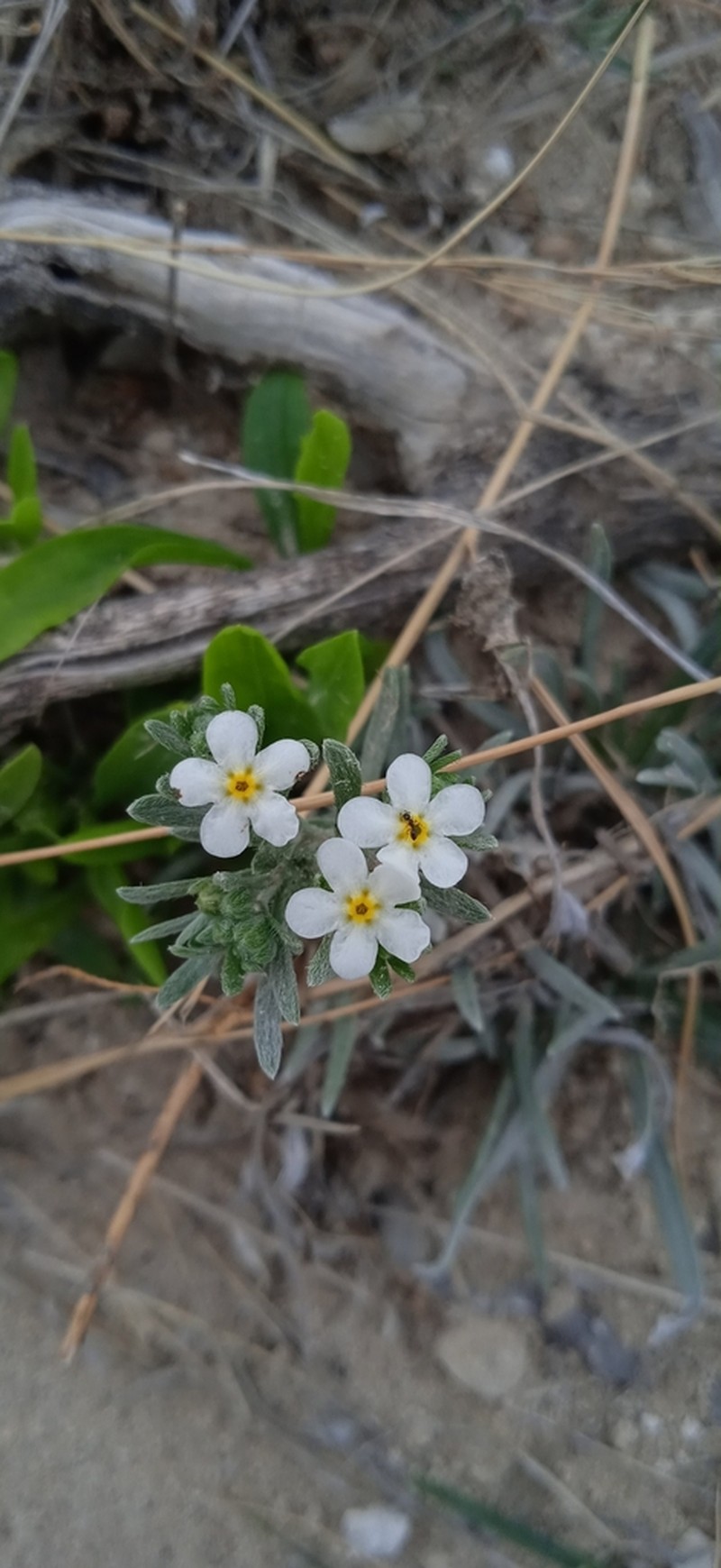 Antiphytum caespitosum photo 5
